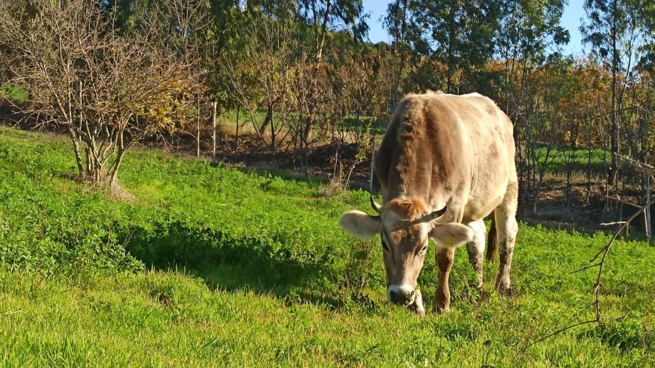Masseria La Fiorita Matera Zewnętrze zdjęcie