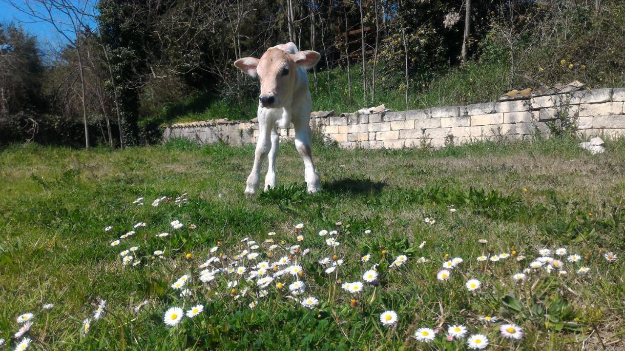 Masseria La Fiorita Matera Zewnętrze zdjęcie